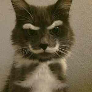 Obrázek 'soviet cat demands communism'