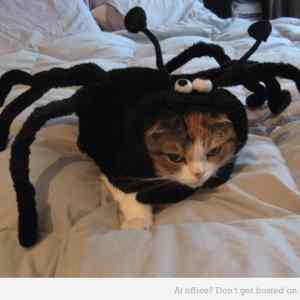 Obrázek 'spider-cat'