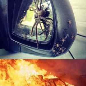 Obrázek 'spider&nbsp;car'