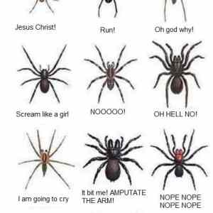 Obrázek 'spider chart'