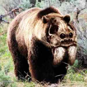 Obrázek 'spiderbear'