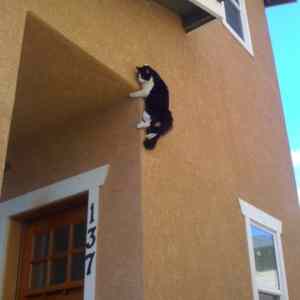 Obrázek 'spidercat'