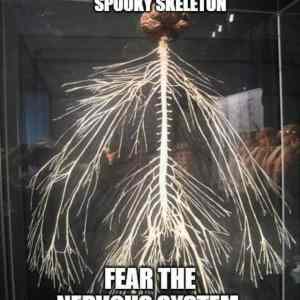 Obrázek 'spooky nerves'