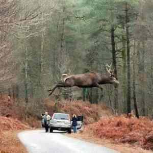 Obrázek 'spring-jump'