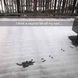 Obrázek 'squirrel-roof'