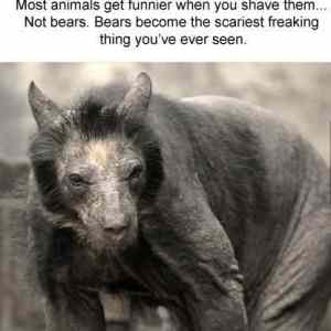 Obrázek 'srsly-freaky-bear o 1159443'