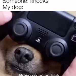 Obrázek 'stare someone-knocks-my-dog-bravo-six-going-bark-playstation-pad'