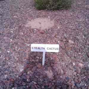 Obrázek 'stealth cactus'