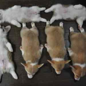 Obrázek 'stenata&nbsp;ve&nbsp;formaci'