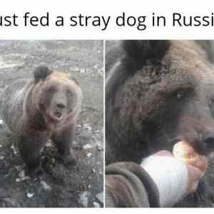 Obrázek 'stray russian dog'