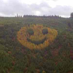 Obrázek 'stromecky'