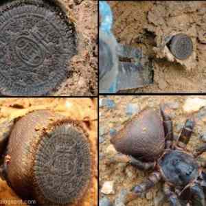 Obrázek 'susenka&nbsp;oreo'