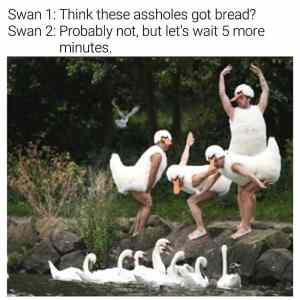 Obrázek 'swan-swan'