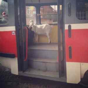Obrázek 'sweet-home-slovakia'