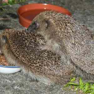 Obrázek 'takhle&nbsp;prcaji&nbsp;jezci'