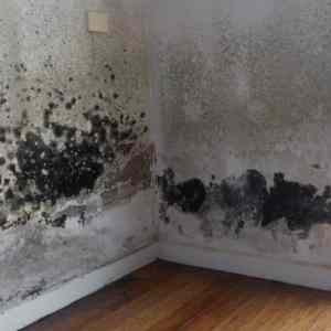 Obrázek 'taky&nbsp;plesne'