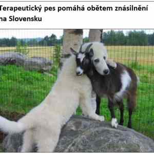 Obrázek 'terapeuticky pes'