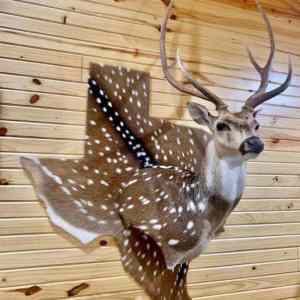 Obrázek 'texas 1762976928 plv84phtt2'