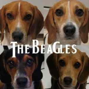 Obrázek 'the beagles'