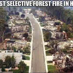 Obrázek 'the most selective forest fire in history'