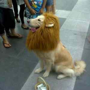 Obrázek 'they told me i can became anything so i became lion'