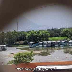 Obrázek 'thirsty buses'