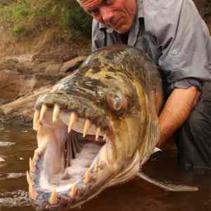 Obrázek 'tiger-fish-ds-100504-02'