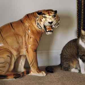 Obrázek 'tiger cat'