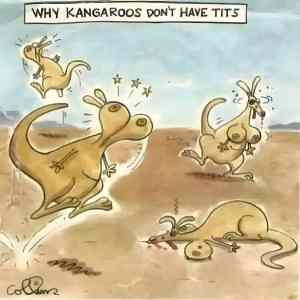 Obrázek 'titted kangaroos'