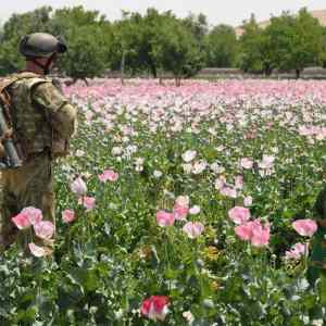 Obrázek 'to nei opium pane jenom kytky'