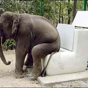 Obrázek 'toilet&nbsp;'