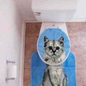 Obrázek 'toilet cat'
