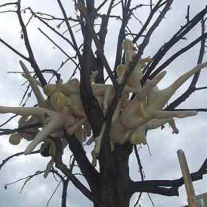 Obrázek 'toytree&nbsp;&nbsp;&nbsp;&nbsp;&nbsp;'