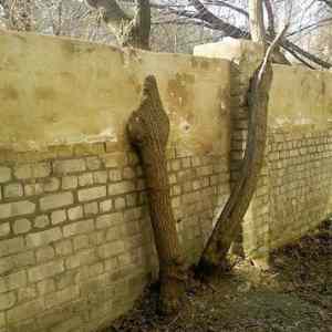 Obrázek 'tree fence '