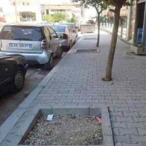 Obrázek 'trees in pavement'