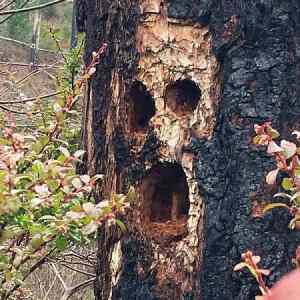 Obrázek 'treeskull'