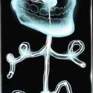 Obrázek 'troll anatomy'