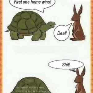 Obrázek 'turtle&nbsp;challenge'