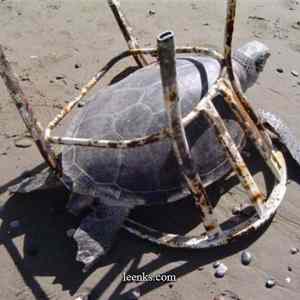 Obrázek 'turtle prison'