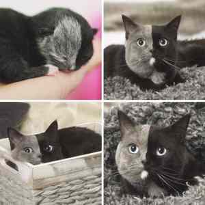 Obrázek 'two catface'