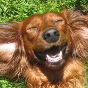 Obrázek 'usmevavy pes'