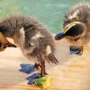 Obrázek 'uz neco leze nebo ne'