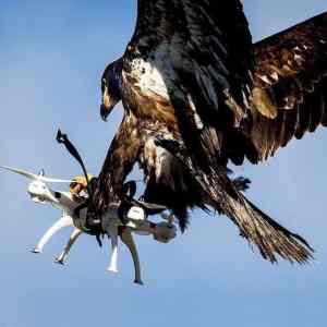 Obrázek 'velke orle chytle drone'