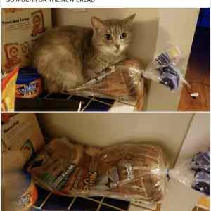 Obrázek 'vic kocicek na chleba'