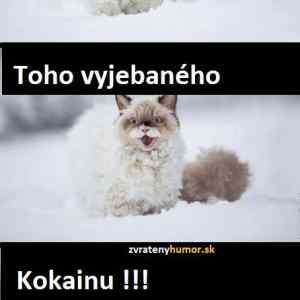 Obrázek 'vic&nbsp;kocicek&nbsp;na&nbsp;rouming&nbsp;&nbsp;28C&nbsp;29'