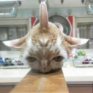 Obrázek 'vic macikov'