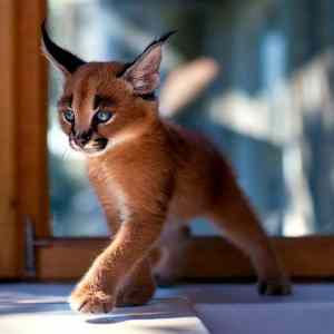 Obrázek 'vic&nbsp;rysatek&nbsp;na&nbsp;Rauming'