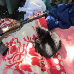 Obrázek 'vic&nbsp;vzoru&nbsp;58&nbsp;pro&nbsp;kocicky'