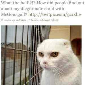 Obrázek 'voldemort&nbsp;cat'