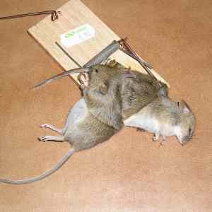 Obrázek 'vzdy&nbsp;spolu'